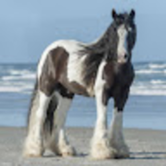 Meet your Posher, Saylor - Picture 1 of 1